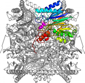 FPBAP_full The overall structure of FBPA/P.