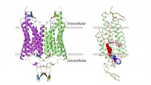 structure of channelrhodopsin