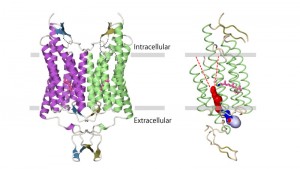 cations_en structure of channelrhodopsin