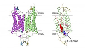 structure of channelrhodopsin