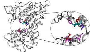 Structural model of the amino terminal domain of the human sweet taste receptor © Masaji Ishiguro