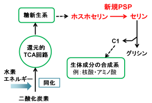 セリンを作る新しいルート