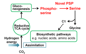New route for serine production