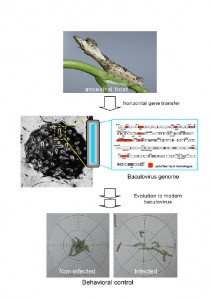 Evolution to modern baculovirus