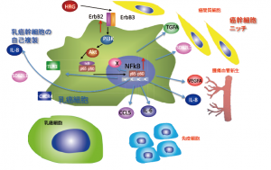 HRG‐ErbB‐PI3 kinase‐NFkBパスウエイは、乳癌幹細胞の自己複製能を制御するとともに、様々な細胞外分泌蛋白質を産生し、癌幹細胞ニッチ（微小環境）を熟成させる。© Noriko Gotoh