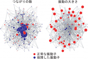 network-ja-full 75%の頂点が故障した時の複雑ネットワーク。(左)各頂点の大きさはその頂点の枝の大きさを表す。中心に位置するハブは、ネットワーク構造を保つのに重要。(右)各頂点の大きさはその頂点にある振動子の振動振幅を表す。本図はフリーウェアPajekで作成した。c Gouhei Tanaka.