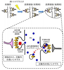 Arcのシナプス集積とグルタミン酸受容体除去。長期増強を引き起こすような強いシナプス刺激をうけると、細胞体ではArcの発現誘導が起こります。Arcは不活性化型のCaMKIIβサブユニットに結合することにより、活動性の低いシナプスに選択的に集積します。この集積したArcはシナプス膜表面にあるAMPA型グルタミン酸受容体をエンドサイトーシスにより細胞内に取り込みます。このようなメカニズムがあれば、増強されたシナプスはArcの影響をうけずに強化されたままで残り、一方、活動性の低いシナプスは意図しないシナプス増強などを防ぐことができます。脳ではこのような巧妙な分子メカニズムによって長期記憶の形成が調節されていると考えられます。© Haruhiko Bito