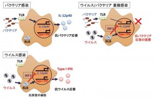 ウイルス、バクテリア感染ではそれぞれ異なった受容体経路が強く活性化され、病原体に応じた適切な免疫応答が活性化される(左)。ウイルスに感染した状態ではIL-12p40遺伝子が抑制された状態にあり、抗バクテリア応答ができない(右)。そのため、ウイルスに感染したマウスは極微量のバクテリアの感染に対しても高い感受性を示す。 ウイルス、バクテリア感染ではそれぞれ異なった受容体経路が強く活性化され、病原体に応じた適切な免疫応答が活性化される(左)。ウイルスに感染した状態ではIL-12p40遺伝子が抑制された状態にあり、抗バクテリア応答ができない(右)。そのため、ウイルスに感染したマウスは極微量のバクテリアの感染に対しても高い感受性を示す。