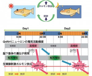メダカにおける排卵調節の脳内メカニズムを示す模式図 ©Yoshitaka Oka