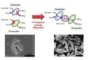 Geobacter and Thiobacillus coexisting by electron transfer through magnetite ©Soichiro Kato