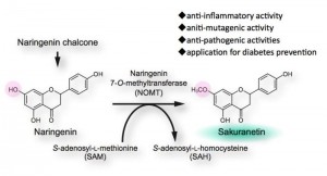 The final step of biosynthetic pathway for sakuranetin, a flavonoid phytoalexin in rice, catalyzed by OsNOMT ©Kazunori Okada