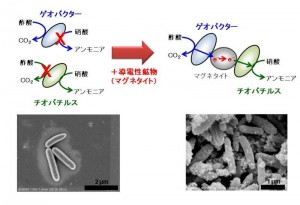 マグネタイトを介した電気共生により生育したゲオバクターとチオバチルス ©Soichiro Kato
