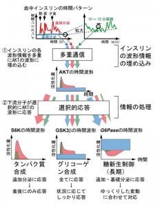 AKT経路によるインスリンの多重通信システム