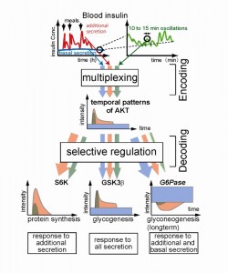 The AKT Pathway Multiplexes Temporal Patterns of Insulin level. Temporal patterns of insulin secretion (upper panels) are encoded in temporal patterns of AKT. The encoded information on insulin secretion is selectively decoded by downstream target molecules using differences in network structures and kinetics.© Shinya Kuroda