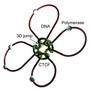 An RNAPII molecule becomes able to jump from the end of the gene (an exon) to the beginning of the next gene (next exon) with probability p, except at the edge of the last gene (last exon). © Y Ohta and S Ihara