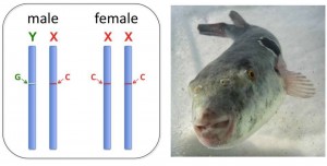 A schematic representation of the sex chromosomes of fugu. © Naoki Mizuno