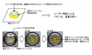 液体マトリックス3AQ/CHCAを用いた新規のMALDI質量分析法 © 周尾卓也