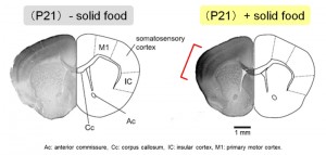Coronal brain sections at P21 mice were immunostained with the anti-SNAP25 antibody. Intense SNAP25 immunoreactivity is observed in the insular and somatosensory cortices of brain sections from mice of “+ solid food” group. © Shinpei Kawakami