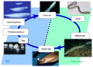 The life cycle of the eel