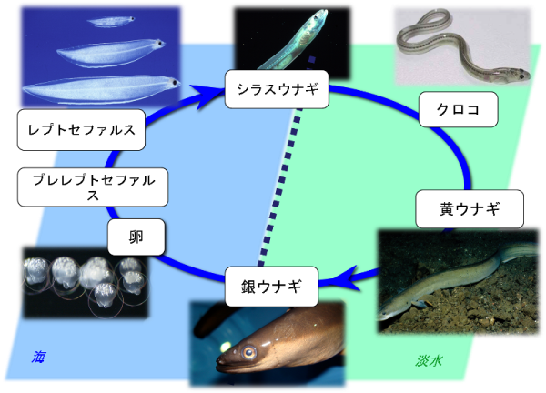 上 うなぎ 海 900以上の自然な写真のアイデア