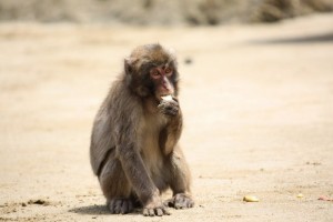 A Japanese macaque, Macaca fuscata, eating food c Yosuke Otani at Primate Research Institute, Kyoto University