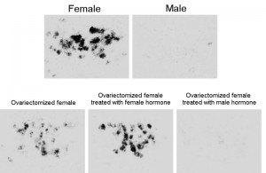 Estrogen receptor in a brain area implicated in sexual behavior in medaka fish. © Kataaki Okubo