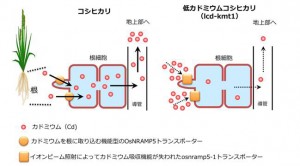 低カドミウムコシヒカリ(lcd-kmt)のカドミウム吸収抑制機構 © Satoru Ishikawa and Hiromi Nakanishi