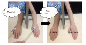 The figure illustrates this experimental procedure © Kazuhiko Yokosawa and Shoko Kanaya