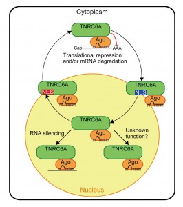 TNRC6A protein translocates from the cytoplasm to the nucleus via its own nuclear localization signal (NLS) and exports from the nucleus to the cytoplasm by its nuclear export signal (NES). © Kenji Nishi and Kumiko Ui-Tei