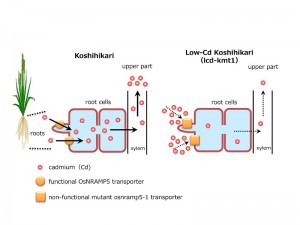 Cd uptake mechanisms in Koshihikari and low-Cd mutant lcd-kmt1 © Satoru Ishikawa and Hiromi Nakanishi