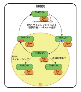TNRC6Aは核移行シグナル(NLS)により核移行し、核外移行シグナル(NES)によって細胞質へ搬出される © Kenji Nishi and Kumiko Ui-Tei
