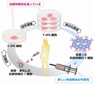 iPS細胞を介したT細胞免疫の再生モデル c Toshinobu Nishimura