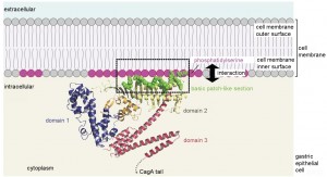 CagA localization to intracellular surface of the cell membrane via interaction between basic patch and acidic membrane phospholipid. © Hatakeyama Lab. 