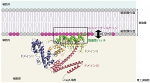 塩基性パッチと細胞膜酸性リン脂質の相互作用を介したCagAの細胞膜局在 c Hatakeyama Lab. 