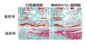 対照マウスの膝関節(左)では明らかな関節軟骨(赤染色)の変性・破壊が見られたが、Notchシグナルノックアウトマウスの膝関節(右)では変性・破壊が抑制されていた。 c Hiroshi Kawaguchi