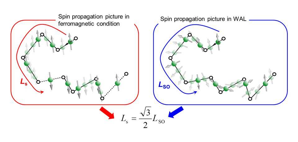 weak antilocalization phase coherence