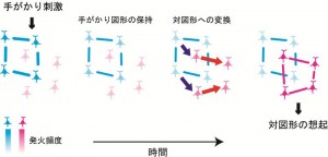 側頭葉における対連合記憶の想起神経回路のモデル © Yasushi Miyashita