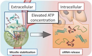 A release of siRNA from the delivery carrier in response to intracellular ATP concentration was observed. © Mitsuru Naito.