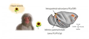 再認記憶とは過去に呈示された事象を認識する能力のことを言います。正しく再認できた時にサルの後部頭頂葉の二つの領域（頭頂間溝・下頭頂小葉）で活動の上昇が見られました。© Kentaro Miyamoto