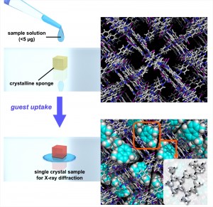 c Yasuhide Inokuma. Crystallographic analysis of a tiny quantity of sample using a crystalline sponge.