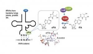 N6-Threonylcarbamoyladenosine (t6A), a modified nucleotide found in certain tRNAs, has an essential role in translational fidelity. ©Tsutomu Suzuki.