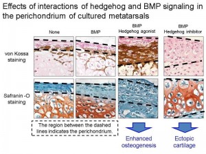 © Hironori Hojo. Effects of the interaction of hedgehog and BMP signaling on bone and ectopic cartilage formation in the perichondrium. When hedgehog signaling was activated, activation of BMP signaling enhanced bone formation. On the other hand, when hedgehog signaling was suppressed, activation of BMP signaling induced ectopic cartilage formation instead of bone formation.