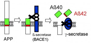 Figure 2: Formation process of amyloid-β