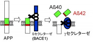 図2：アミロイドβのできる過程