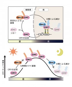 © Yoshitaka Fukada.