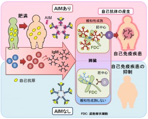 © Satoko Arai. 肥満が進行すると、血液中で増える脂肪酸によって免疫細胞が活性化され、免疫グロブリンの一つであるIgMが血液中で増加する。IgMのなかには自己抗原を認識するものも含まれるため、IgMが過剰に増えると体内の自己抗原を認識し、それが脾臓で自己抗体を作るB細胞の成熟を促す。AIMは血液中でIgMに結合しており、このIgMのはたらきを助ける役割をもっている。もしAIMが存在しないと、肥満が進行して血液中のIgMが増加しても自己抗体の産生が抑制される。 © Satoko Arai. 肥満が進行すると、血液中で増える脂肪酸によって免疫細胞が活性化され、免疫グロブリンの一つであるIgMが血液中で増加する。IgMのなかには自己抗原を認識するものも含まれるため、IgMが過剰に増えると体内の自己抗原を認識し、それが脾臓で自己抗体を作るB細胞の成熟を促す。AIMは血液中でIgMに結合しており、このIgMのはたらきを助ける役割をもっている。もしAIMが存在しないと、肥満が進行して血液中のIgMが増加しても自己抗体の産生が抑制される。