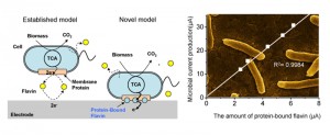 © Akihiro Okamoto. Generation of protein-bound flavin directly correlated with microbial current production, demonstrating the bound flavin is the most efficient electron transport pathway.