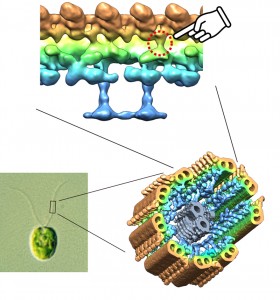 © Masahide Kikkawa. 左下：緑藻クラミドモナスの鞭毛。長さは約10マイクロメートル。右下：超低温電子顕微鏡を用いて解かれた鞭毛内部の3次元構造。太さは約180ナノメートル。一対の中心管を9本の二重管が取り囲む9+2構造をとっている。上：9本の二重管の内、一本を取り出した図。本研究で明らかになった鞭毛モーター司令塔の場所を矢印で示す。赤点線の円の直径が約17ナノメートル。