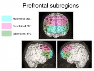 © Ryu Takizawa. Prefrontal subregions play distinct roles in mediating anxiety and performance under maintained psychological stress.