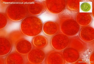 Figure 1. Haematococcus. This species, which is originally green, becomes red after accumulating astaxanthin when cultivated under strong light. Astaxanthin can be used as food coloring for chicken’s eggs and trout as well as antioxidant agent. The oil contained by the substance could also be used as a biofuel. There are also many other high-potential species that produce copious amounts of oil. © Shigeyuki Kawano.